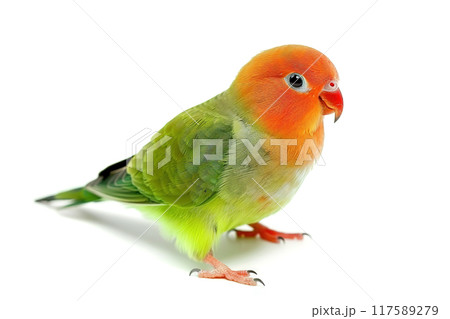 A colorful lovebird perched on a white background. Its vibrant feathers are a mix of orange, yellow, and green, with a bright red head. Bird. Wildlife Animals. 117589279