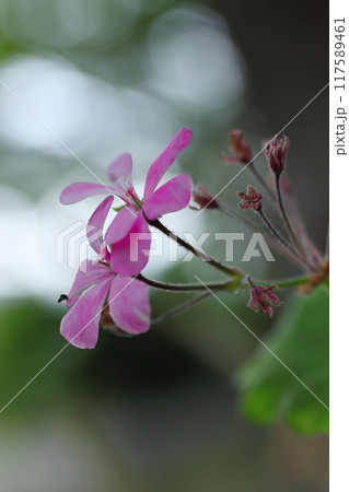 可憐なアイビーゼラニウムの花 可憐なアイビーゼラニウムの花 117589461