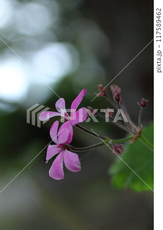 木漏れ日の中の可憐なアイビーゼラニウムの花 木漏れ日の中の可憐なアイビーゼラニウムの花 117589462