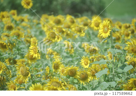 青空に向かって咲く花 117589662