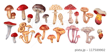 Set of edible and poisonous mushrooms. Watercolor and marker illustration. Botanical small diverse forest plants. Hand drawn isolated clipart. Fantastic autumn nature. For packaging, menu design. Set of edible and poisonous mushrooms. Watercolor and marker illustration. Botanical small diverse forest plants. Hand drawn isolated clipart. Fantastic autumn nature. For packaging, menu design. 117589902
