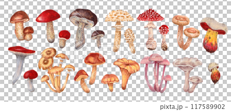 Set of edible and poisonous mushrooms. Watercolor and marker illustration. Botanical small diverse forest plants. Hand drawn isolated clipart. Fantastic autumn nature. For packaging, menu design. Set of edible and poisonous mushrooms. Watercolor and marker illustration. Botanical small diverse forest plants. Hand drawn isolated clipart. Fantastic autumn nature. For packaging, menu design. 117589902