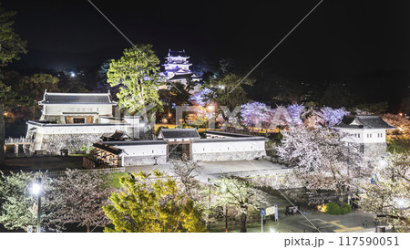 小田原城址公園の夜景　ライトアップされた小田原城と桜【神奈川県・小田原市】 117590051