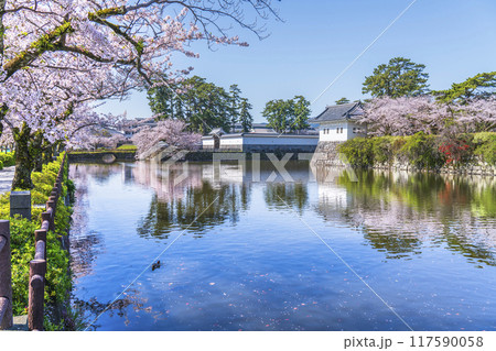 春の小田原城址公園の風景 お堀沿いに咲く満開の桜【神奈川県・小田原市】 春の小田原城址公園の風景 お堀沿いに咲く満開の桜【神奈川県・小田原市】 117590058
