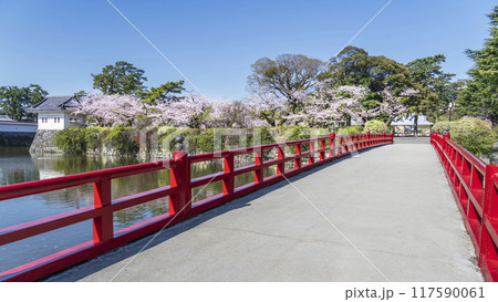 春の小田原城址公園の風景 学橋と満開の桜【神奈川県・小田原市】 春の小田原城址公園の風景 学橋と満開の桜【神奈川県・小田原市】 117590061