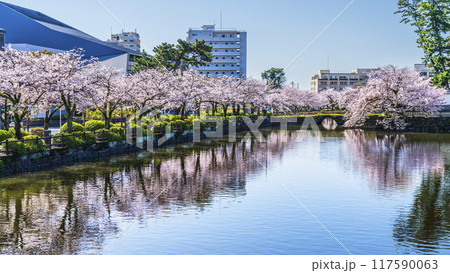 春の小田原城址公園の風景　お堀端通りに咲く満開の桜並木【神奈川県・小田原市】 117590063
