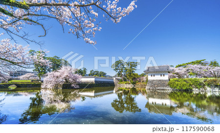 春の小田原城址公園、桜咲くお堀の風景【神奈川県・小田原市】 春の小田原城址公園、桜咲くお堀の風景【神奈川県・小田原市】 117590068