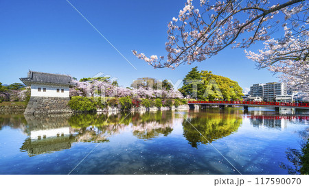 春の小田原城址公園の風景【神奈川県・小田原市】 春の小田原城址公園の風景【神奈川県・小田原市】 117590070