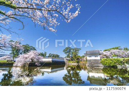 春の小田原城址公園、桜咲くお堀の風景【神奈川県・小田原市】 117590074
