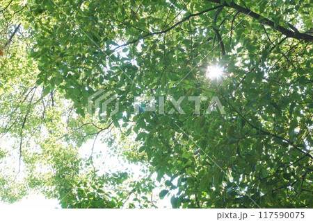 光が差し込む木の葉を見上げる 117590075
