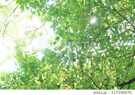 葉から差し込む太陽の光 117590076