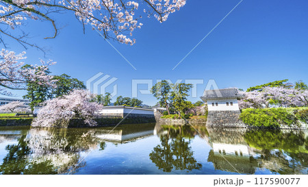 春の小田原城址公園、桜咲くお堀の風景【神奈川県・小田原市】 117590077