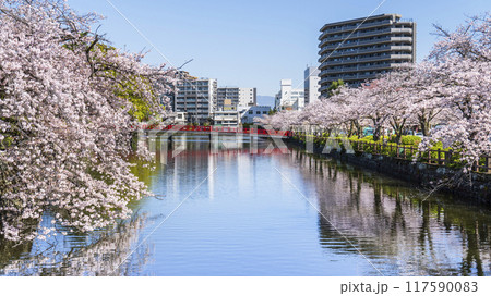 春の小田原城址公園、お堀に咲く桜と小田原の街並み【神奈川県・小田原市】 117590083
