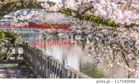 春の小田原城址公園、お堀に咲く桜と学橋【神奈川県・小田原市】 117590086
