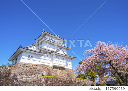 春の小田原城址公園の風景、青空に映える天守閣と桜【神奈川県・小田原市】 春の小田原城址公園の風景、青空に映える天守閣と桜【神奈川県・小田原市】 117590089