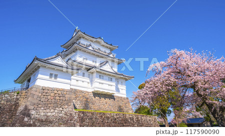 春の小田原城址公園の風景、青空に映える天守閣と桜【神奈川県・小田原市】 117590090
