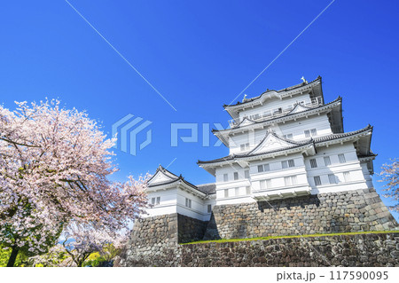 春の小田原城址公園の風景、青空に映える天守閣と桜【神奈川県・小田原市】 春の小田原城址公園の風景、青空に映える天守閣と桜【神奈川県・小田原市】 117590095