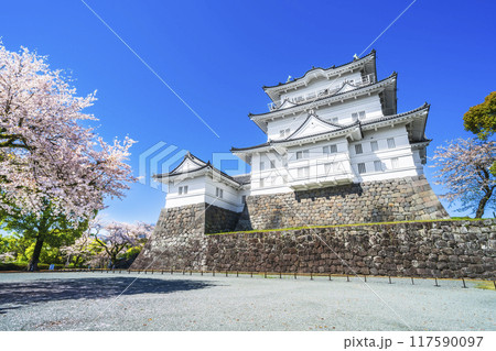 春の小田原城址公園、青空に映える天守閣と桜の風景【神奈川県・小田原市】 春の小田原城址公園、青空に映える天守閣と桜の風景【神奈川県・小田原市】 117590097