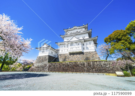 春の小田原城址公園、青空に映える天守閣と桜の風景【神奈川県・小田原市】 117590099