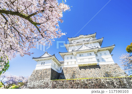 春の小田原城址公園、青空に映える天守閣と桜の風景【神奈川県・小田原市】 117590103