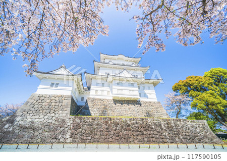 春の小田原城址公園、青空に映える天守閣と桜の風景【神奈川県・小田原市】 117590105