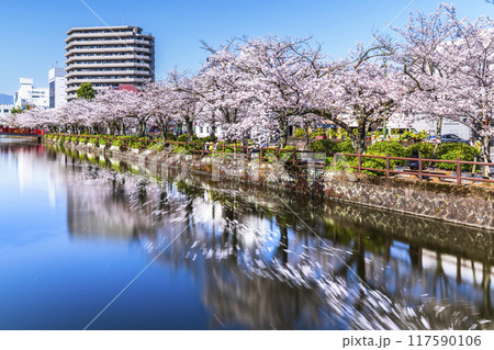 春の小田原城址公園、お堀端通りの桜並木【神奈川県・小田原市】 117590106