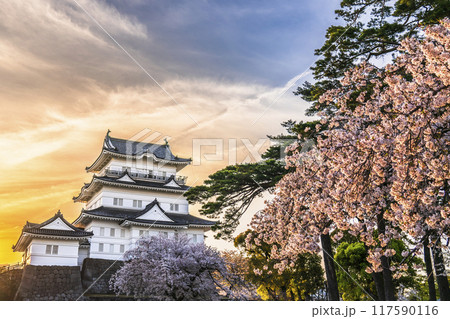 春の小田原城址公園、桜と天守閣の夕景【神奈川県・小田原市】 117590116