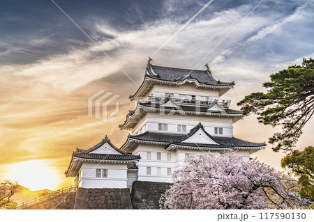 春の小田原城址公園、桜と天守閣の夕景【神奈川県・小田原市】 117590130
