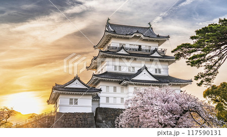 春の小田原城址公園、桜と天守閣の夕景【神奈川県・小田原市】 春の小田原城址公園、桜と天守閣の夕景【神奈川県・小田原市】 117590131