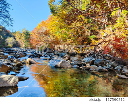 赤沢渓谷（秋） 117590212