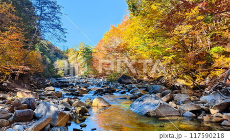赤沢渓谷（秋） 117590218