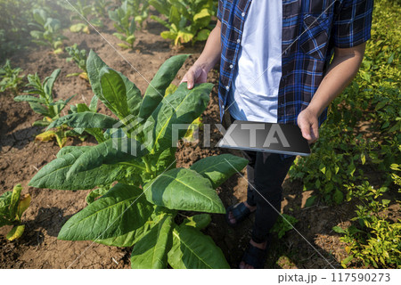A man is standing in a field of plants, holding a tablet A man is standing in a field of plants, holding a tablet 117590273