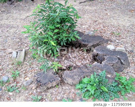 内部が空洞になっている切り株の写真 117590394