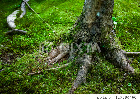 緑が綺麗な庭の太い木の根っこと苔の風景 117590460