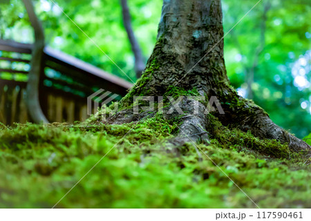 和風庭園に太い木の根っこと苔が生えている景色が綺麗 117590461