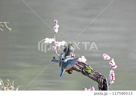 カワセミがエサを咥えて止まり木に。 117590513