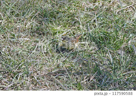 草むらの中にいるアオジ。 117590588