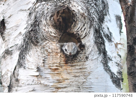 北海道の公園で巣穴からを顔を出すエゾモモンガ 北海道の公園で巣穴からを顔を出すエゾモモンガ 117590748