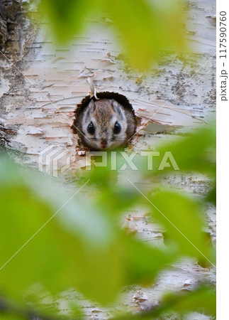北海道の公園で巣穴からを顔を出すエゾモモンガと若葉 117590760