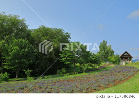 ラベンダー畑が広がる美瑛北西の丘展望公園の風景 ラベンダー畑が広がる美瑛北西の丘展望公園の風景 117590846