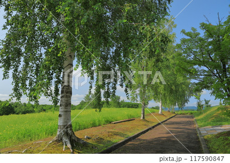 美瑛北西の丘展望公園の白樺並木の道の景色 美瑛北西の丘展望公園の白樺並木の道の景色 117590847