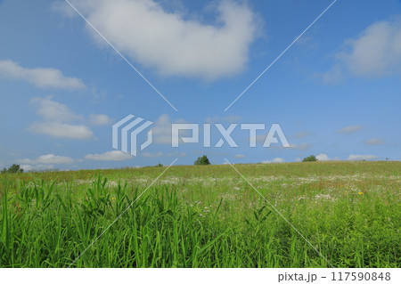 美瑛のパッチワークの路の大草原の風景 美瑛のパッチワークの路の大草原の風景 117590848