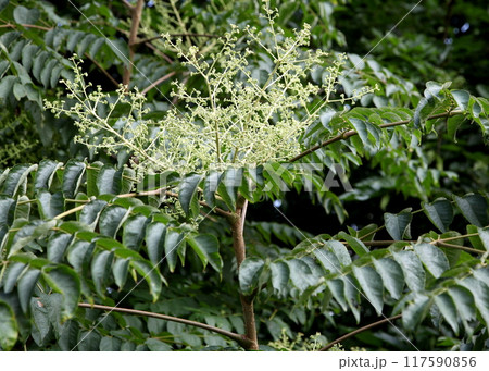 タラノキの花 117590856