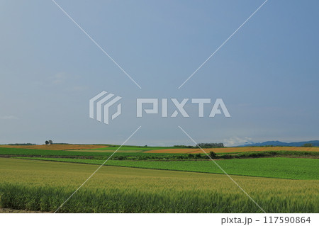 美瑛パッチワークの路の美しい風景 117590864