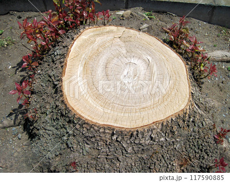木が切られたばかりの切り株 117590885