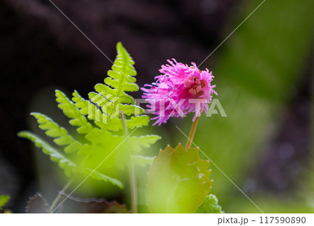 イワカガミ イワカガミ 117590890