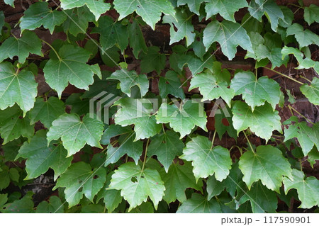 碌山美術館の植物 117590901