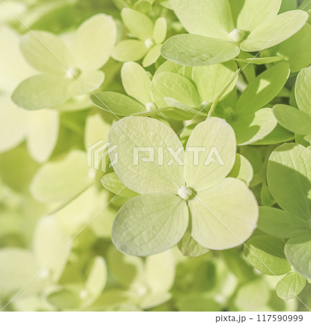 Background of white green petals of Hydrangea or Hydrangea close-up. Soft focus 117590999