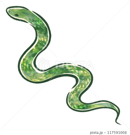 水彩風に描いたヘヒのイラスト 117591008