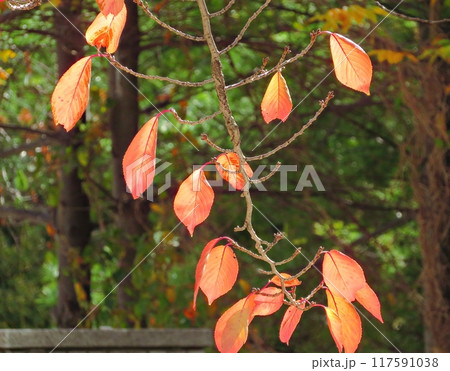 red and yellow leaves on tree in autumn 117591038